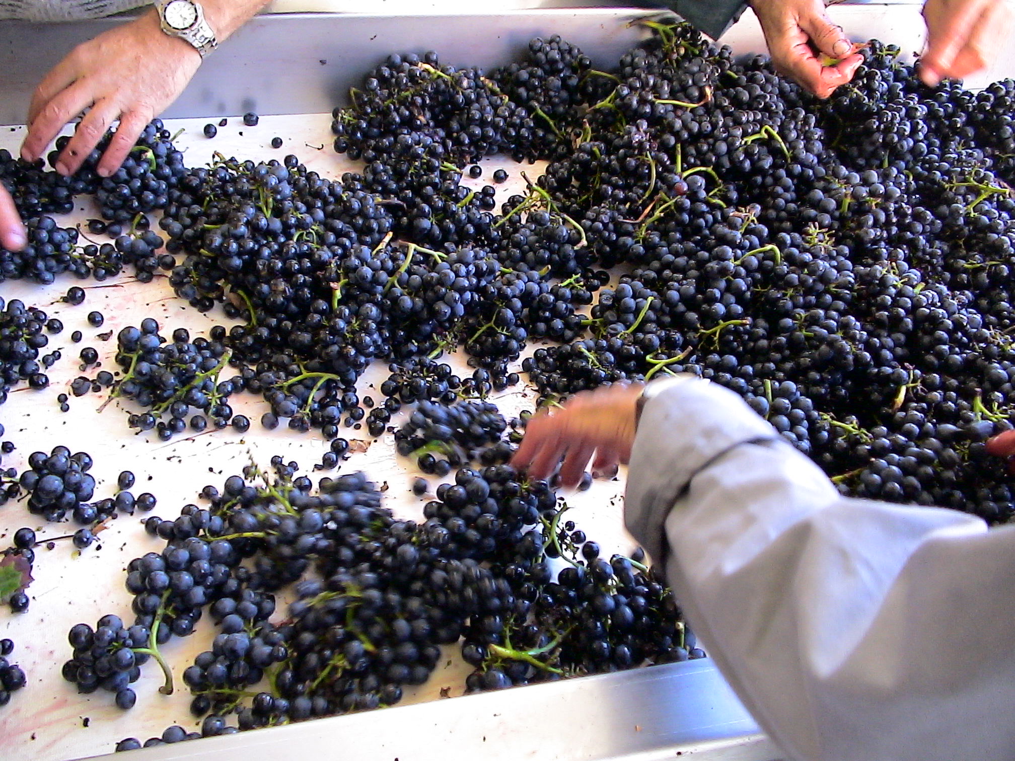 le-domaine-du-chaillot-vigneron-vin-rouge